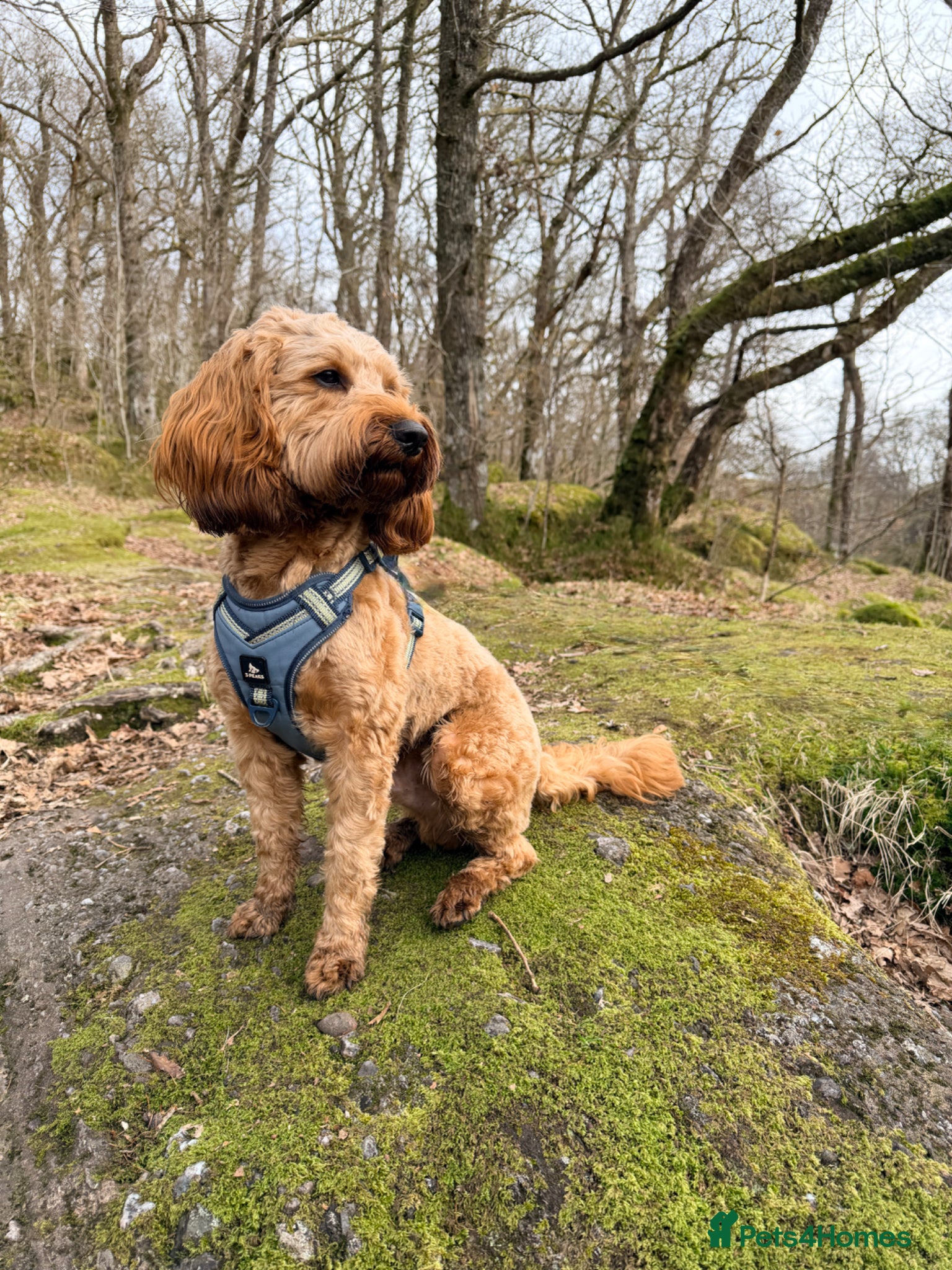 Cockapoo dogs STUD - DNA Tested Cockapoo (Poodle-Dominant) - Advert 1