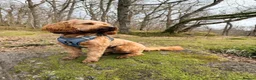 Cockapoo dogs for stud: STUD - DNA Tested Cockapoo (Poodle-Dominant) - Advert 1