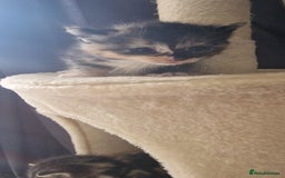 Mixed Breed cats for sale: Eu**an Short Haired Kittens - Image 6