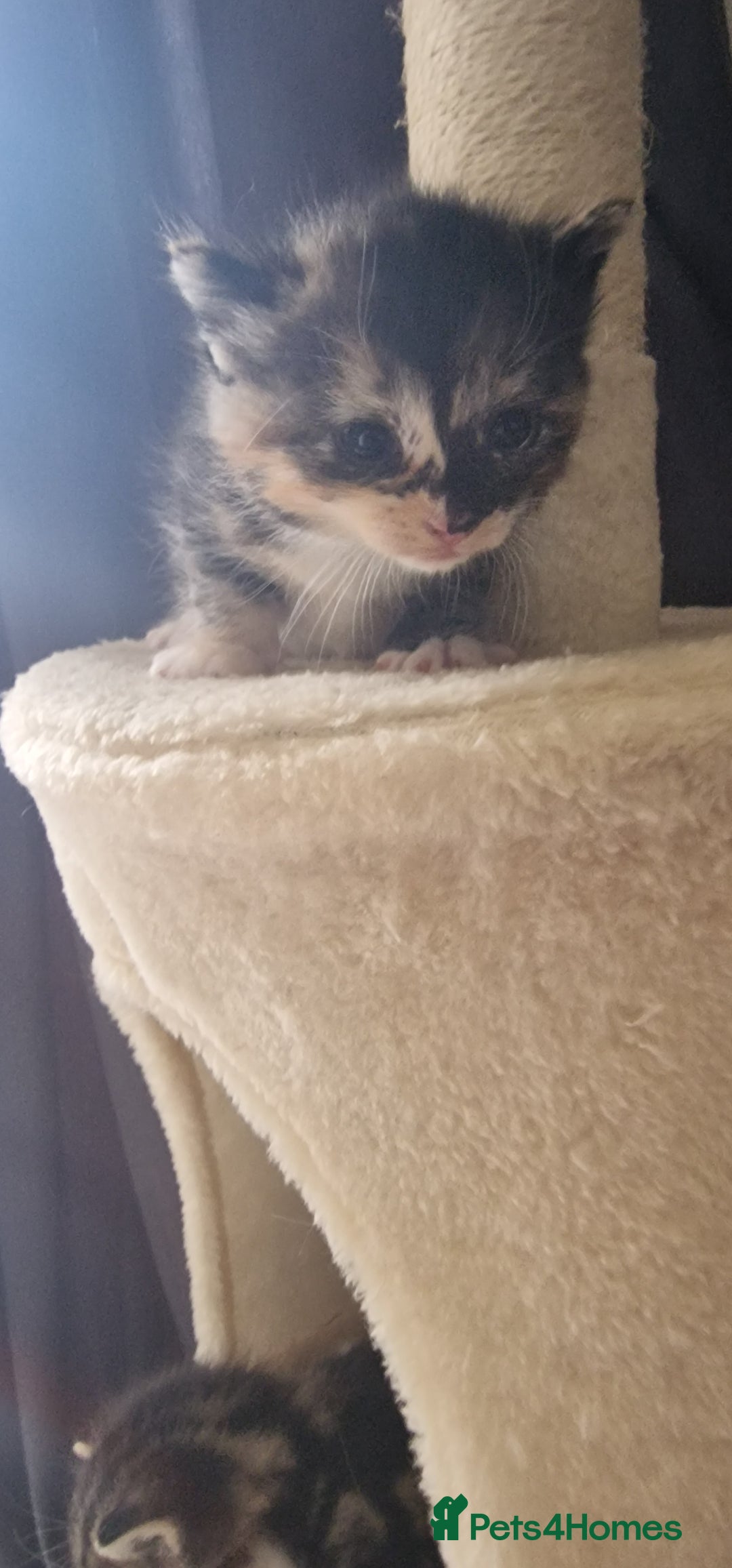 Mixed Breed cats for sale: Eu**an Short Haired Kittens - Image 6