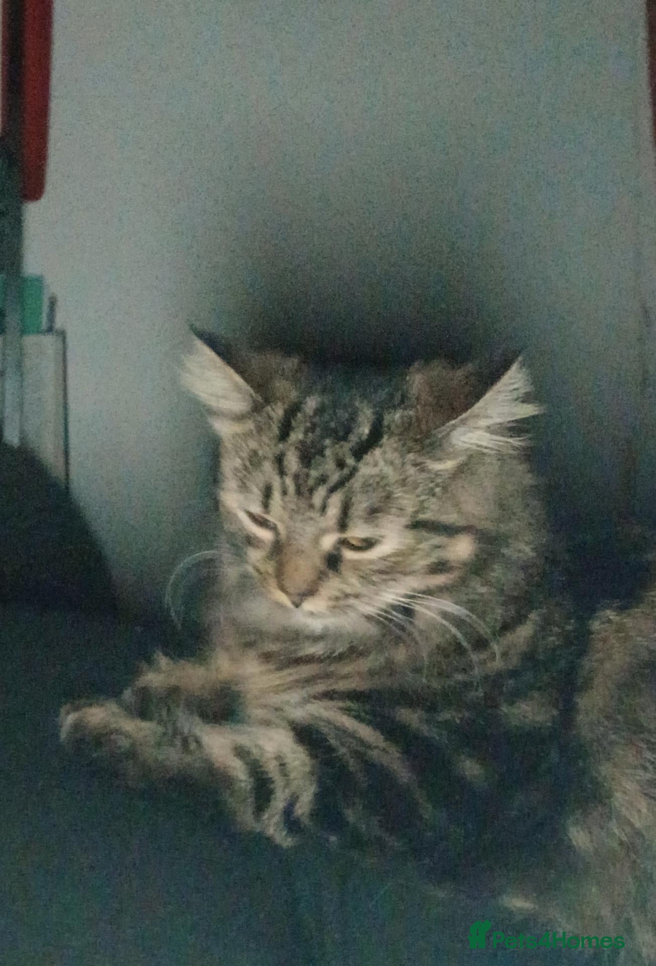 Tibetan cats Princess  - Advert 3