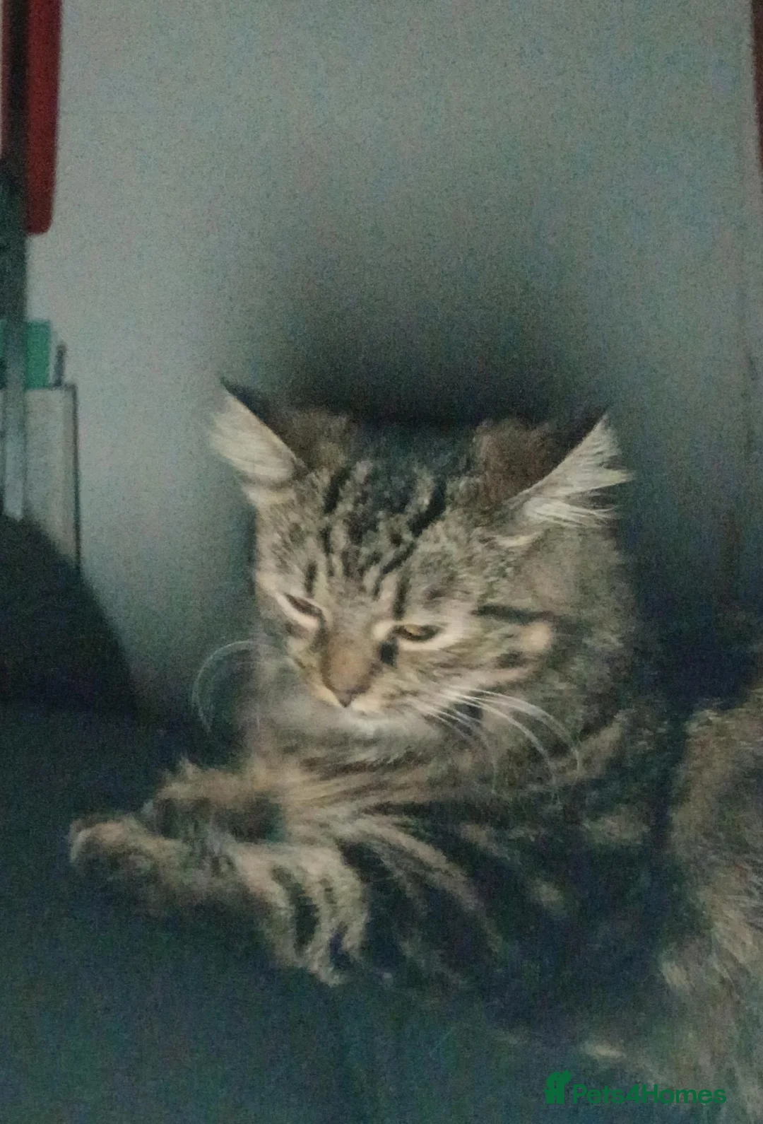 Tibetan cats for sale: Princess  in London - Advert 1