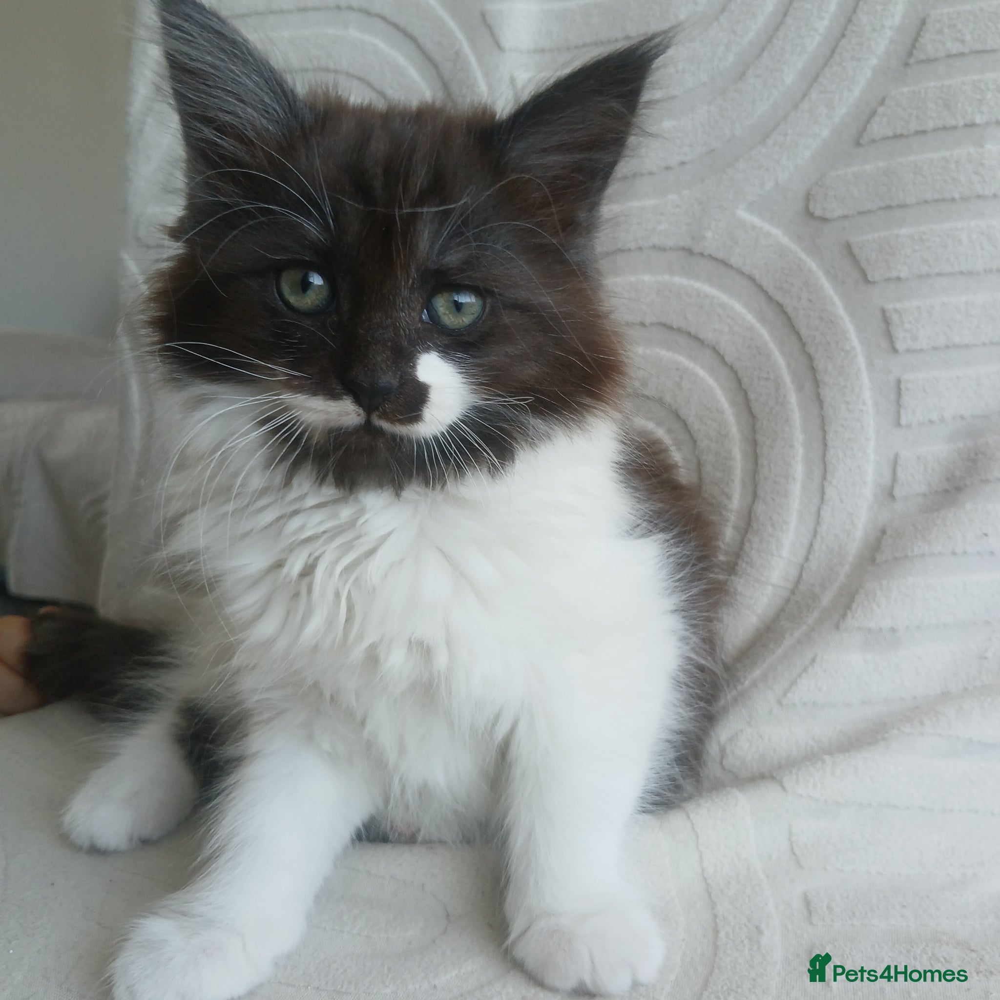 Mixed Breed cats Adorable playful kittens ready for loving homes - Advert 3