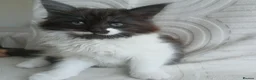 Mixed Breed cats for sale: Adorable playful kittens ready for loving homes - Advert 1