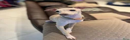 Italian Greyhound dogs for sale: All now taken 🫶 5 Beautiful Iggy Pups - Advert 17