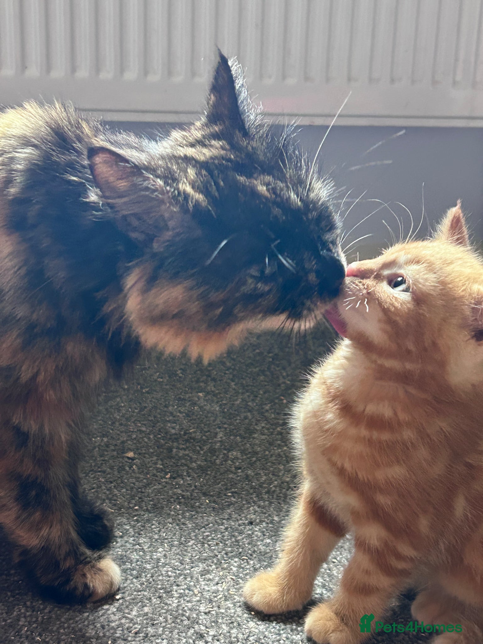 Mixed Breed cats for sale: Six kittens  - Advert 1