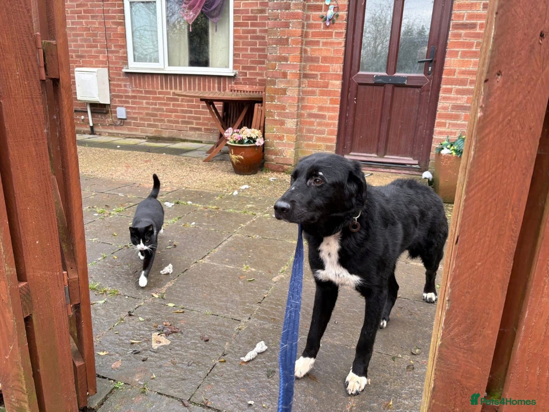 Mixed Breed dogs for adoption: Sisco - Norwich Norfolk  - Advert 5