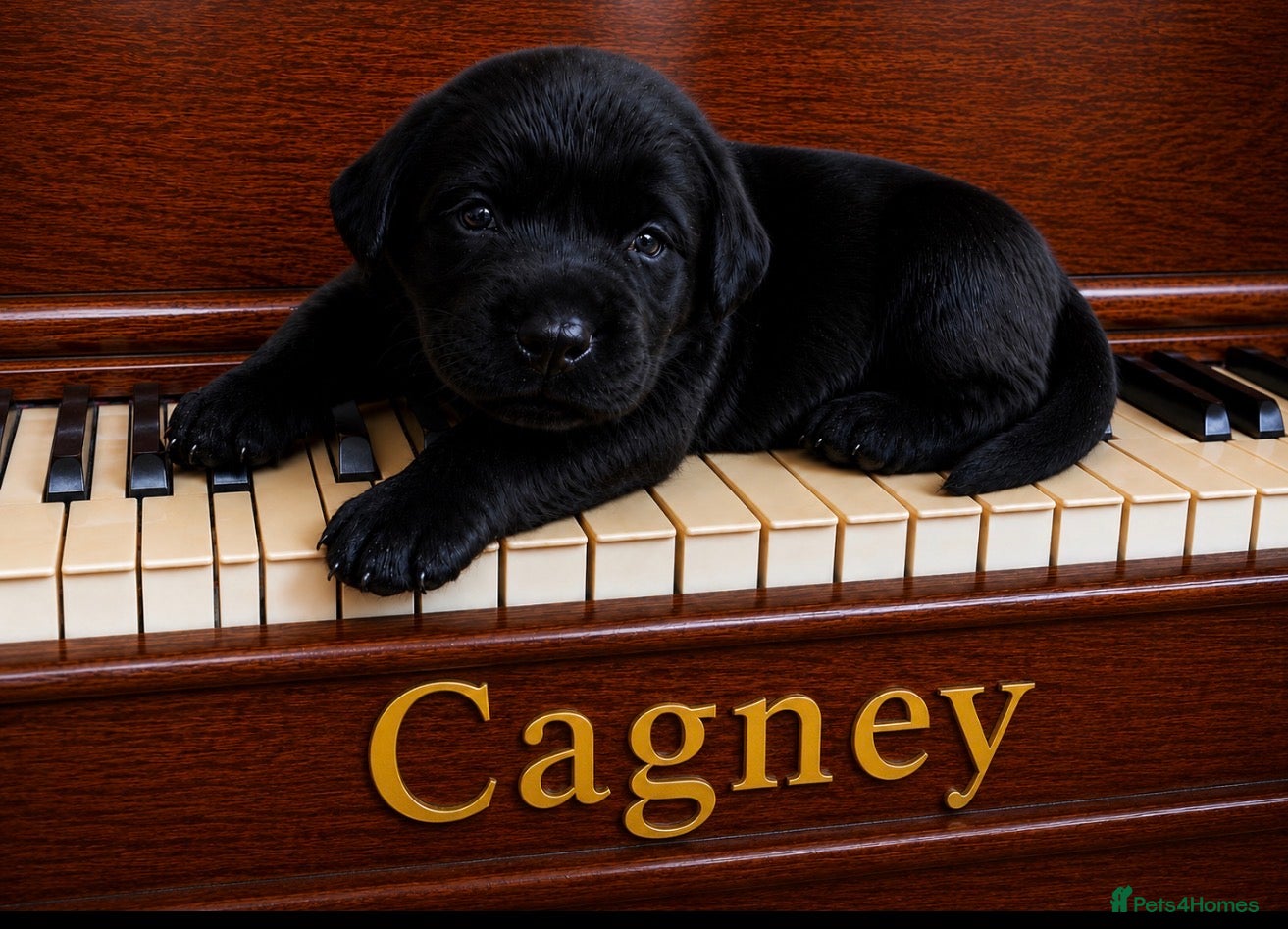 Labrador Retriever dogs Only Three Beautiful KC Boys left  - Advert 2