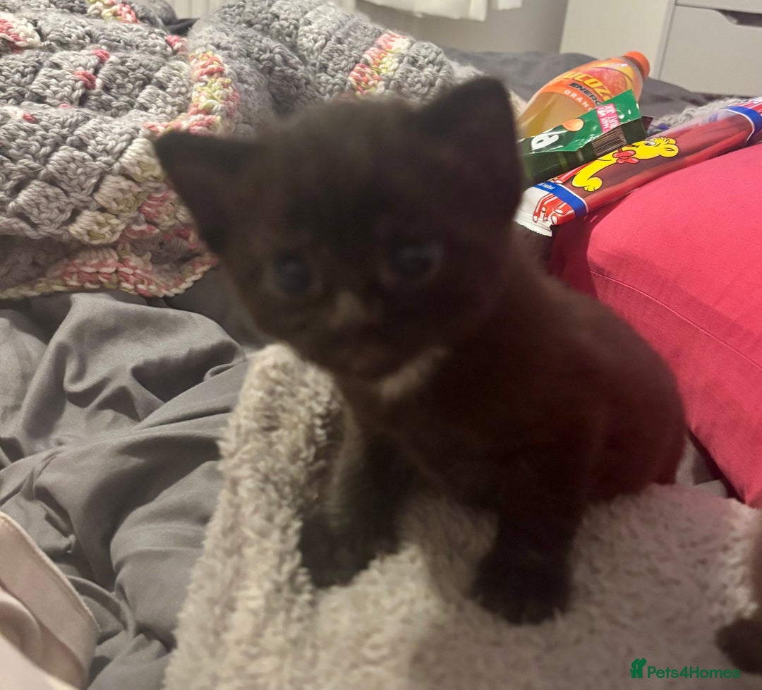 Domestic Shorthair cats for sale: 2 Female Kittens  - Image 4