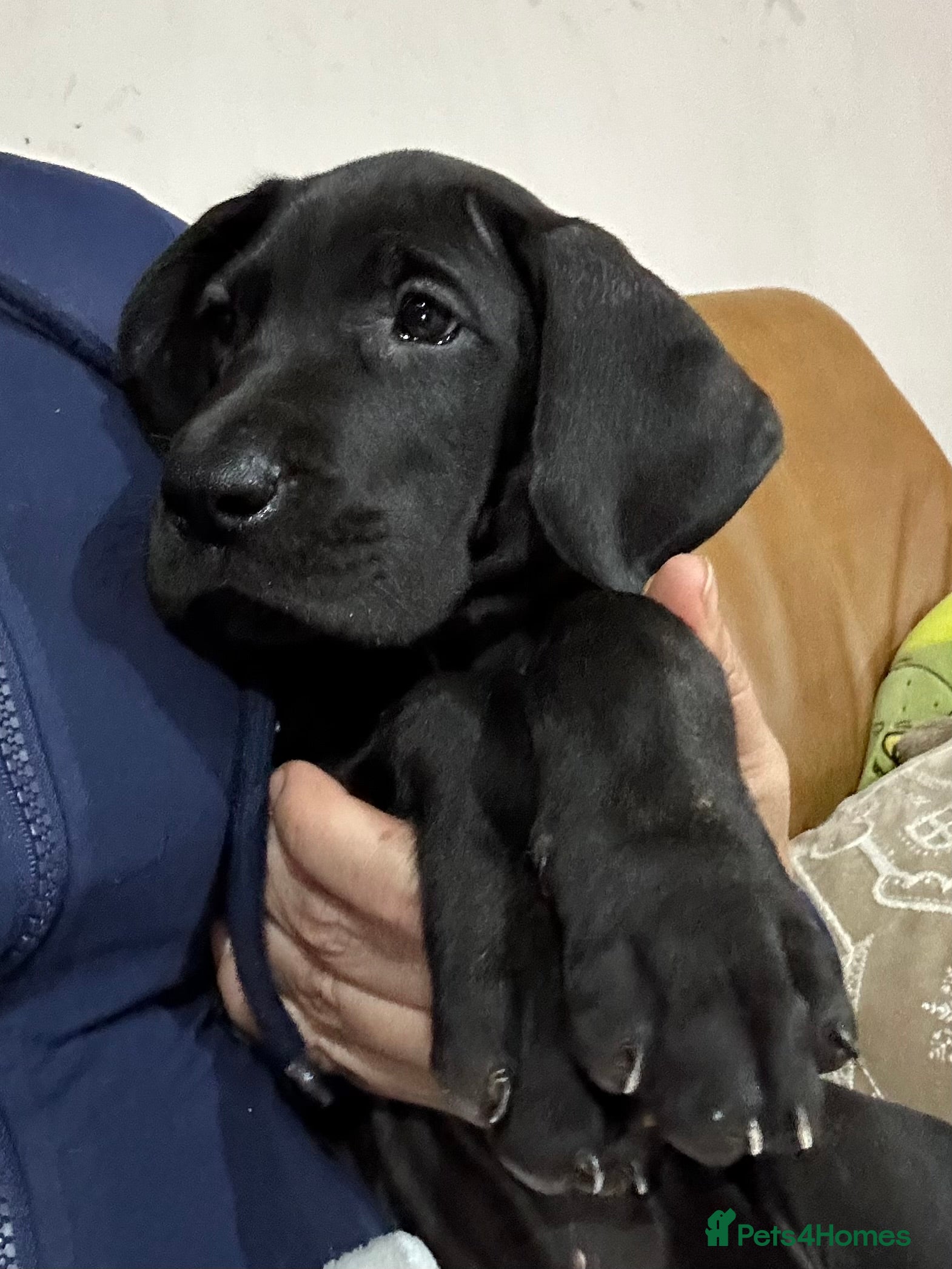 Great Dane dogs Stunning Great Dane Puppies, 4th generation  - Advert 3