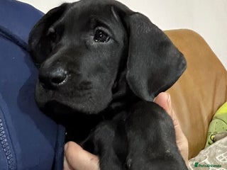 Great Dane dogs Stunning Great Dane Puppies, 4th generation - Advert 3