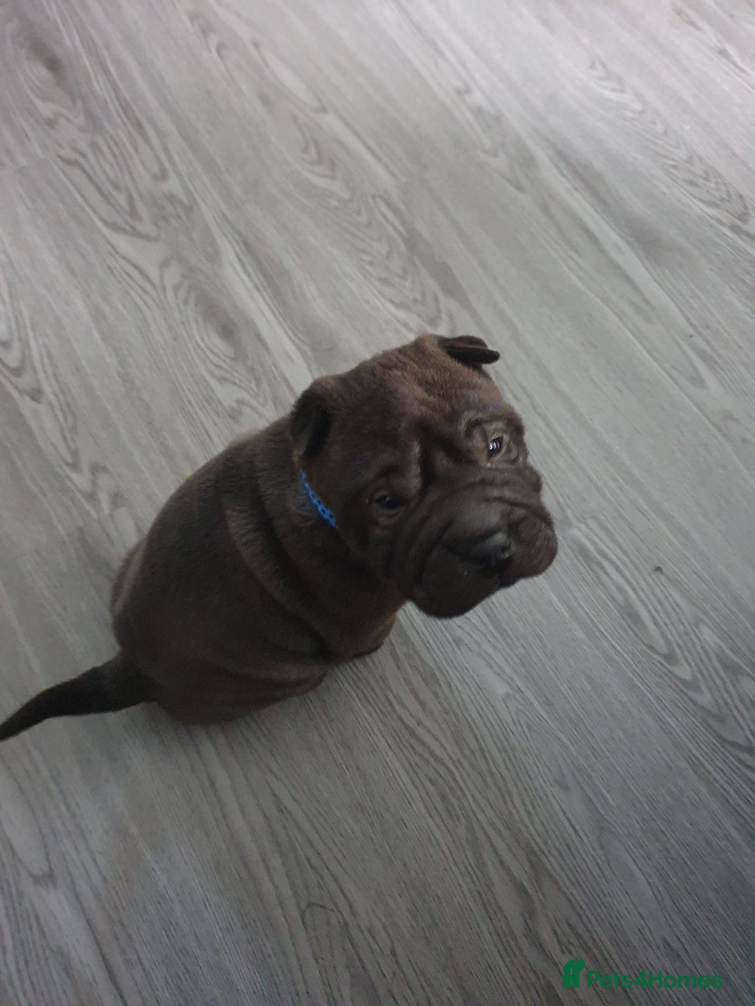 Shar Pei dogs for sale: Stunning KC Registered Shar Pei puppies - Advert 10