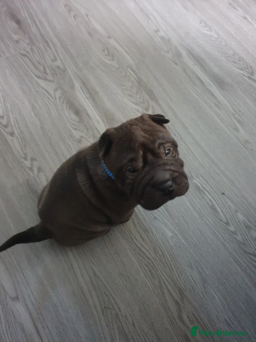 Shar Pei dogs for sale: Stunning KC Registered Shar Pei puppies - Advert 9