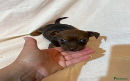 Jack Russell dogs for sale: Beautiful jack Russell pups  - Image 5