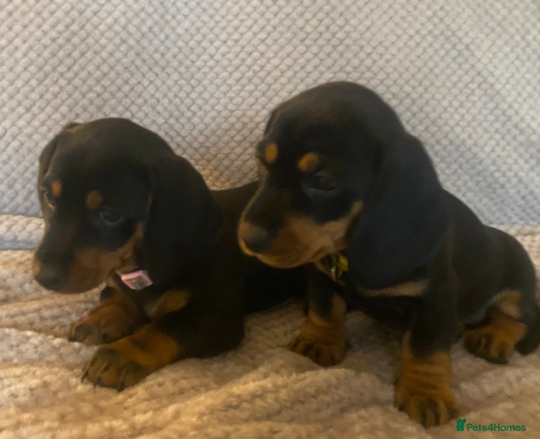 Dachshund dogs for sale: 💖traditional dachshunds puppies💝 - Image 2