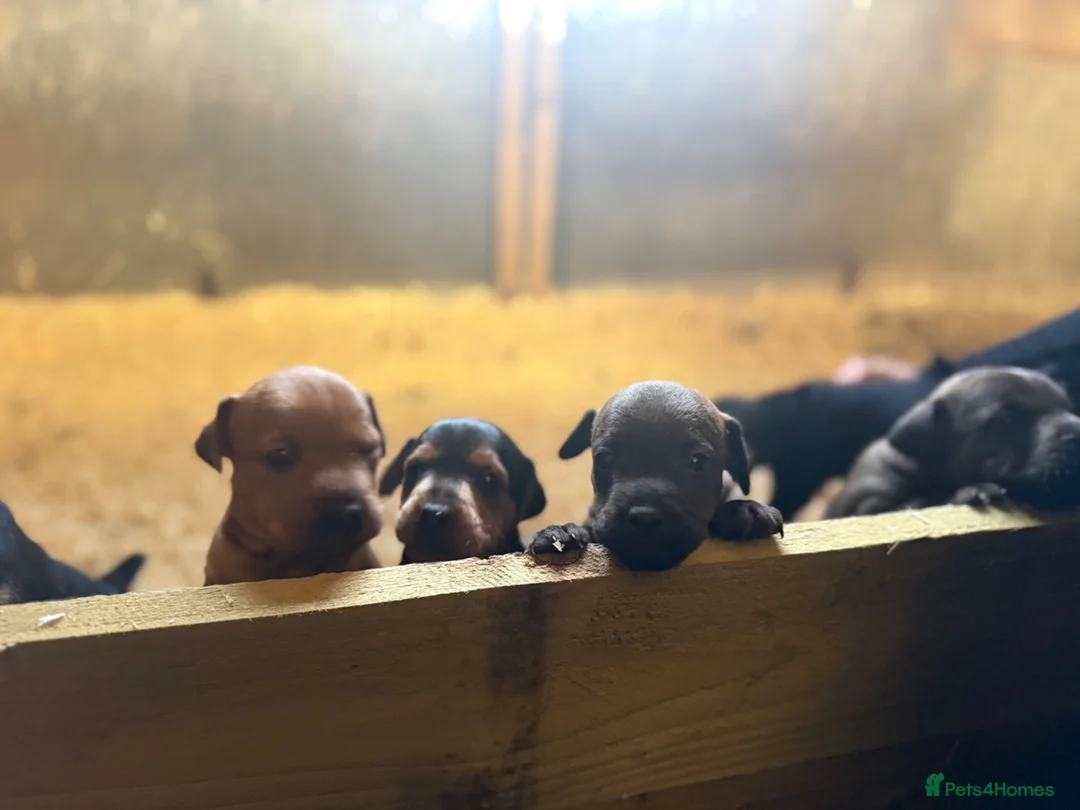 Mixed Breed dogs for sale: Patterdale/ Lakeland terriers  - Advert 2