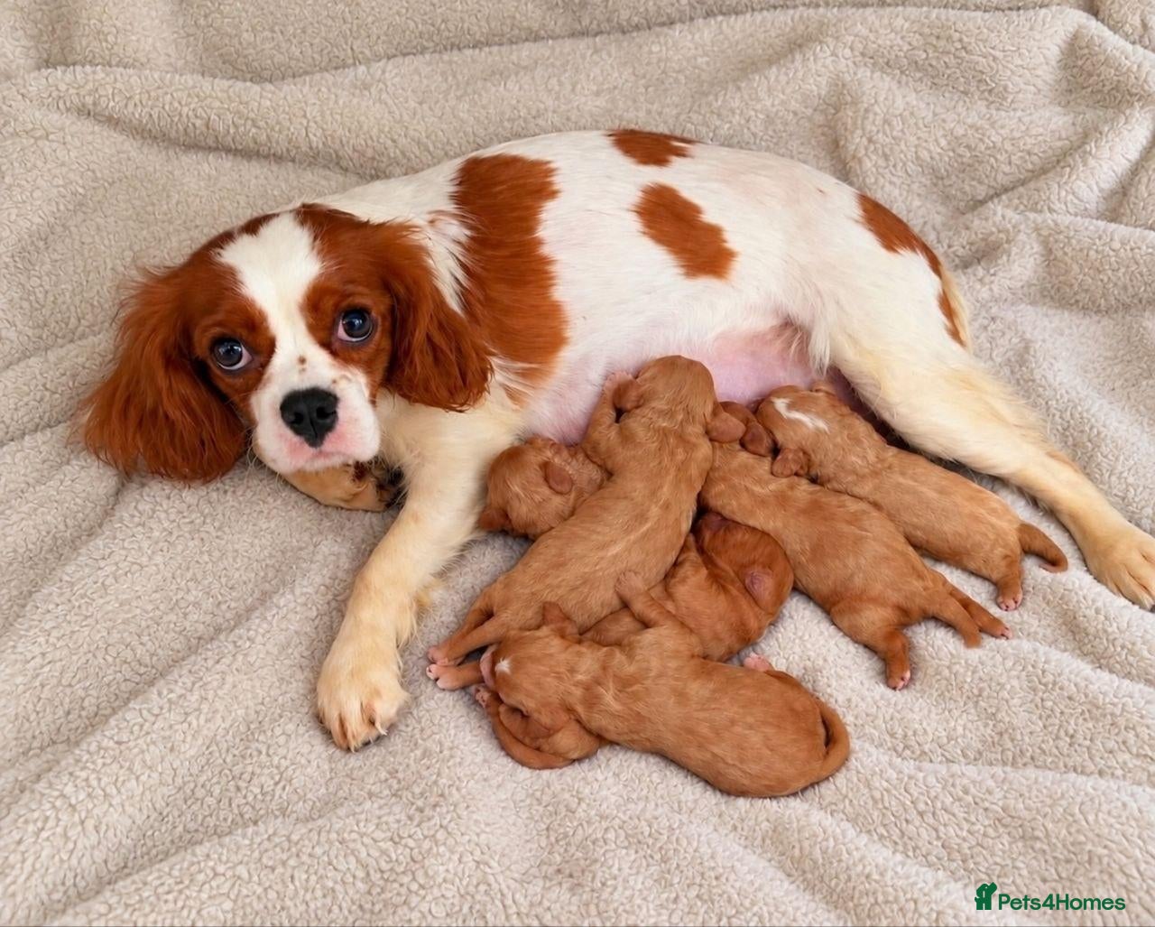 Cavapoo dogs KC REG CAVAPOO PUPPIES FOR SALE NOW - Advert 14
