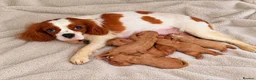 Cavapoo dogs for sale: KC REG CAVAPOO PUPPIES FOR SALE NOW - Advert 1