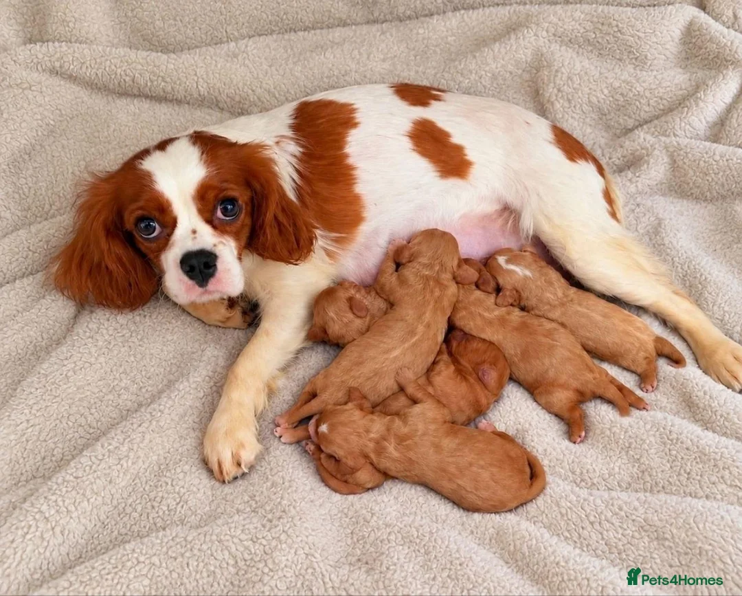 Cavapoo dogs for sale: KC REG CAVAPOO PUPPIES FOR SALE NOW - Advert 1