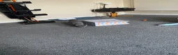 Russian Blue cats for sale: Russian Blue Boy 13 weeks old in Crowborough - Advert 2