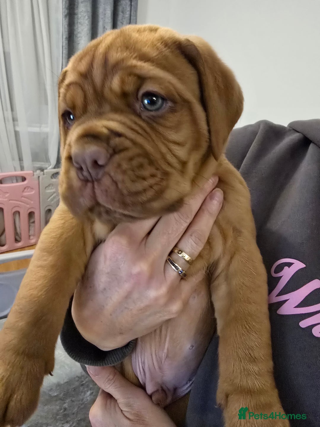 Dogue De Bordeaux dogs for sale: Dogue de bordeux puppies for sale! - Advert 5