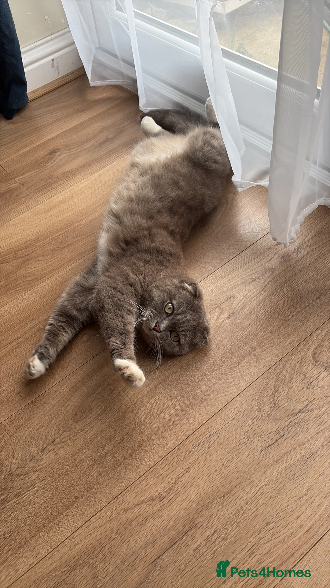 Scottish Fold cats for sale: Beautiful Scottish Fold Cross - Advert 1