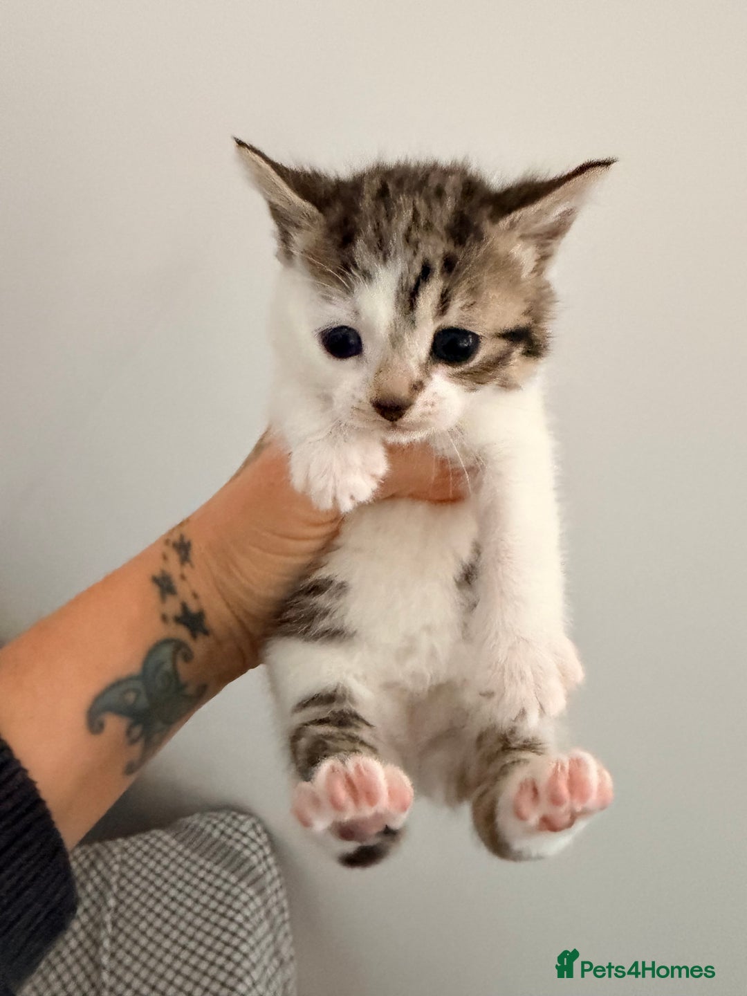 Mixed Breed cats for sale: Last little girl - Advert 5