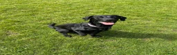 Labrador Retriever dogs for sale: 8 gorgeous Labrador puppies  in Hull - Advert 1