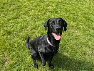 Labrador Retriever dogs 8 gorgeous Labrador puppies - Advert 4