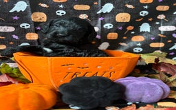 Cockapoo dogs for sale: ❤️AMAZING F1B COCKAPOOS ❤️ - Image 11