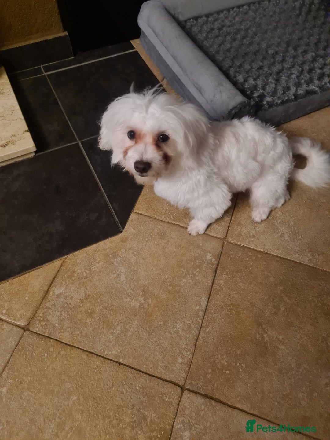 Maltese dogs for sale: Maltese Male 16 month old - Advert 13