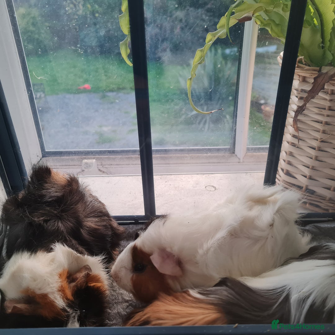 Guinea Pig rodents for sale: 2 male, 3 female guinea pigs for sale - Image 7