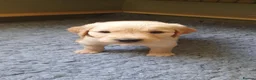 Golden Retriever dogs for sale: 8 Golden Retriever puppies for sale. - Advert 16