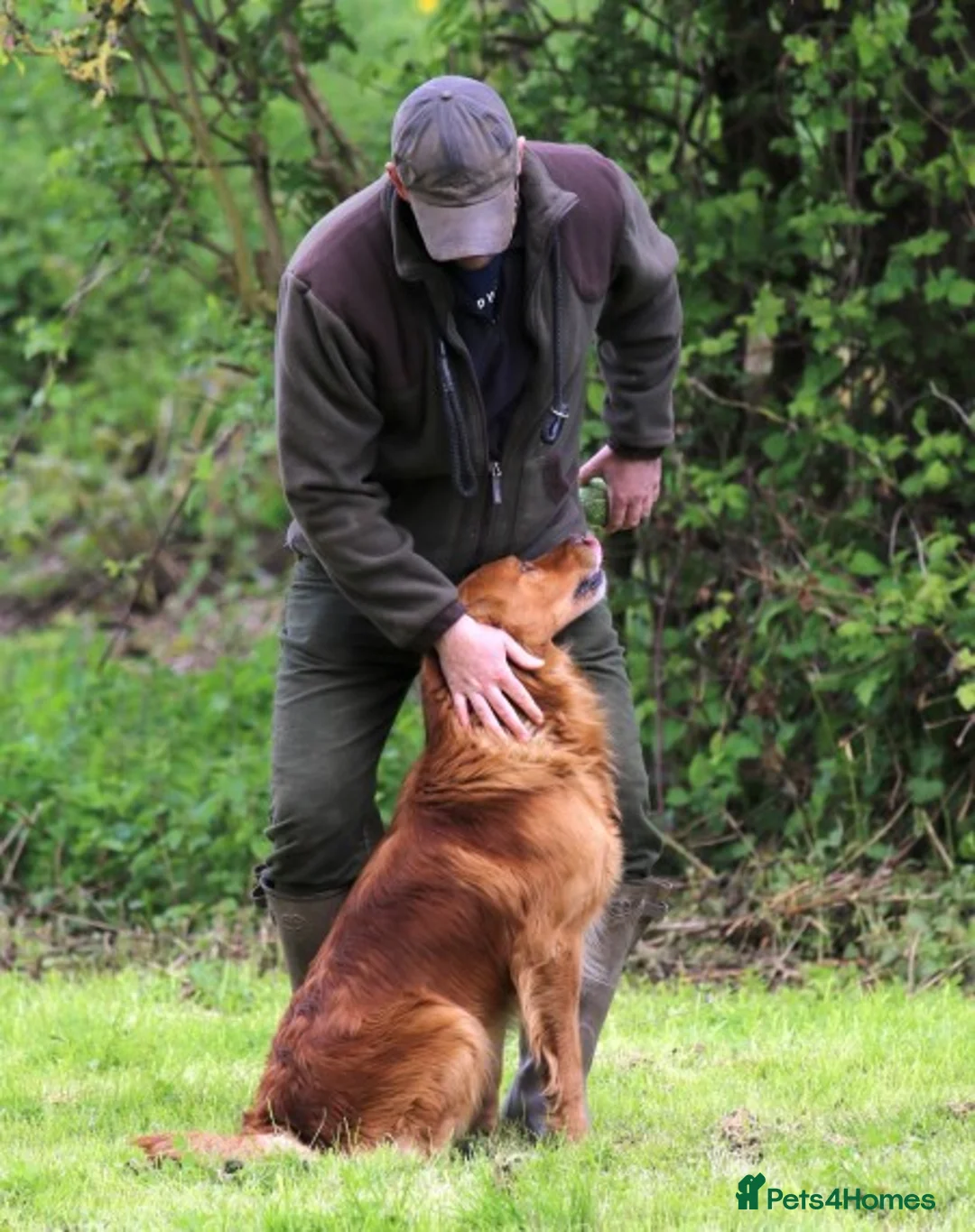 Golden Retriever dogs for stud: BRINSWORTHY DENMAN OF JALK A DOG OF A LIFETIME! in Doncaster - Advert 8