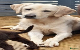 Goldador dogs for sale: GOLDADOR PUPPIES READY NOW  - Image 13