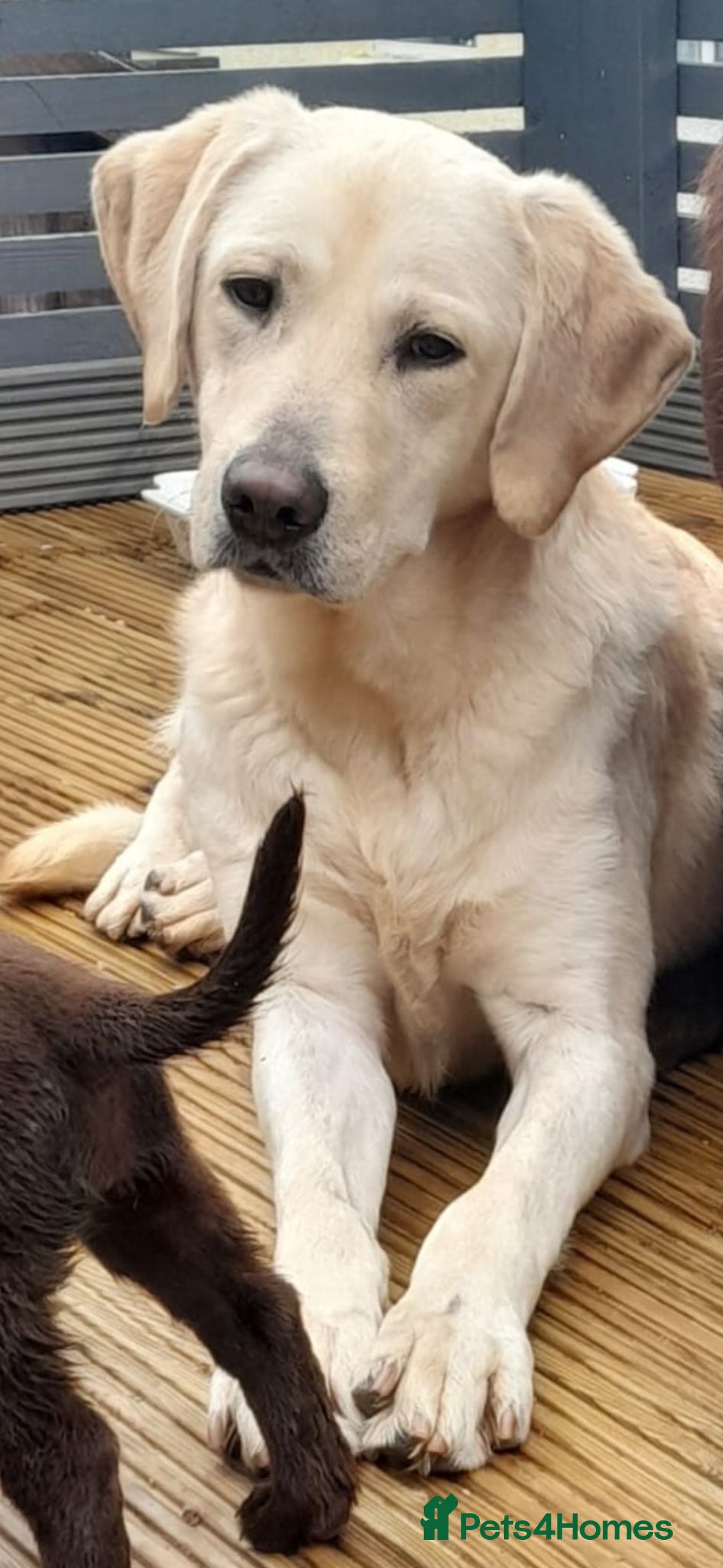 Goldador dogs for sale: GOLDADOR PUPPIES READY NOW  - Image 13