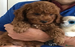 Cockapoo dogs for sale: 5* Miniature F1b Cockapoo Puppies - Advert 18