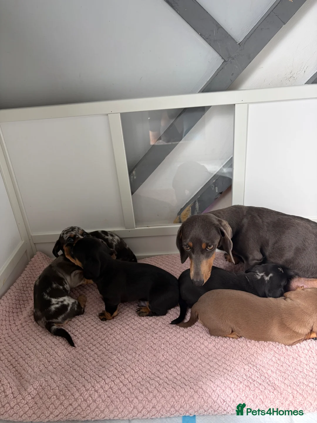 Miniature Dachshund dogs for sale: Beautiful KC registered Miniature Dachshunds  - Advert 5