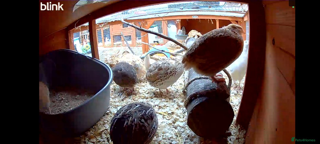 Quail poultry for sale: Covey of 13 Quail  - Image 6