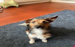 Jack Russell dogs for sale: Male Jack Russell Puppy - Image 4