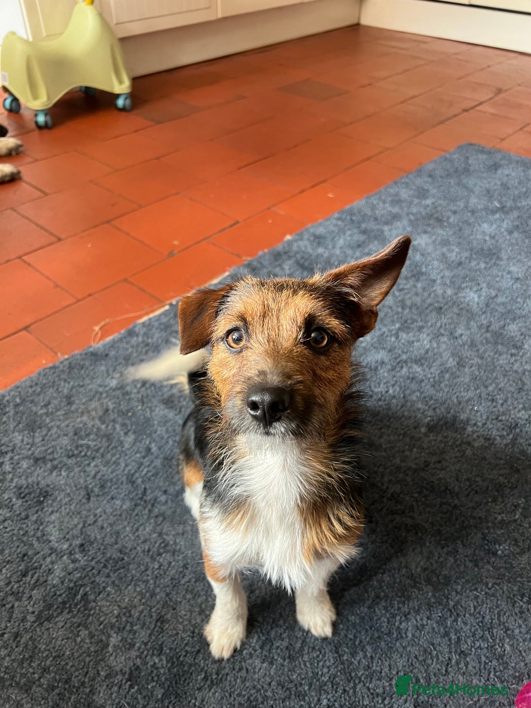 Jack Russell dogs for sale: Male Jack Russell Puppy - Image 4