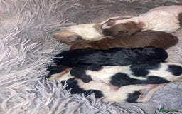 Shihpoo dogs for sale: The wait is over toy shihpoo puppies  - Image 2