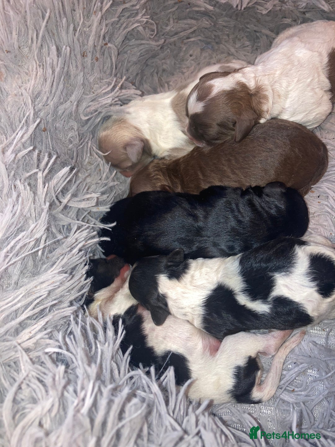 Shihpoo dogs for sale: The wait is over toy shihpoo puppies  - Image 2