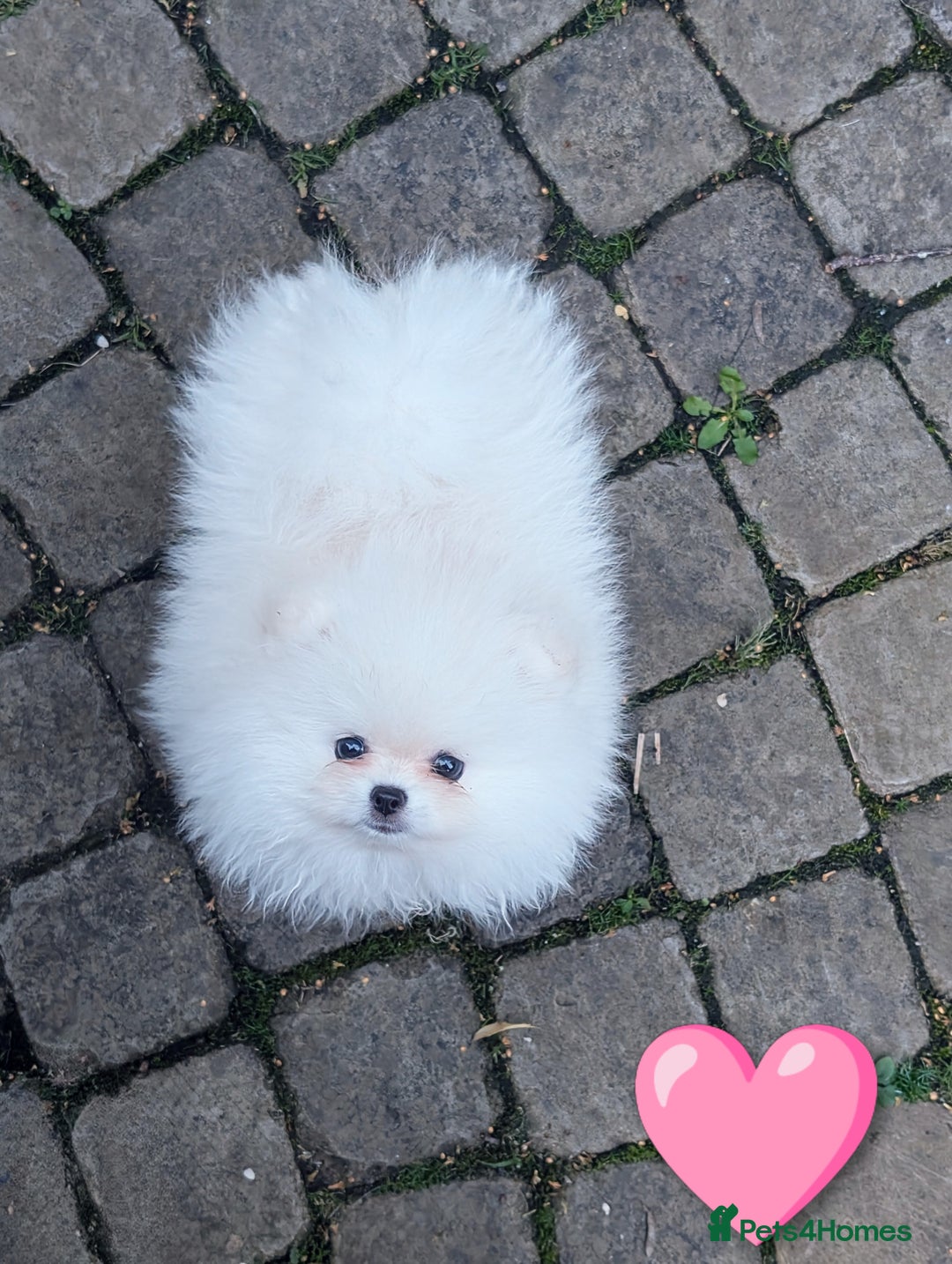 Pomeranian dogs for sale: ☁️RARE SOLID WHITE POMERANIANS ☁️ - Image 11
