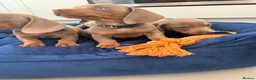 Miniature Dachshund dogs for sale: Miniature Dachshund Puppies in Bradford - Advert 3