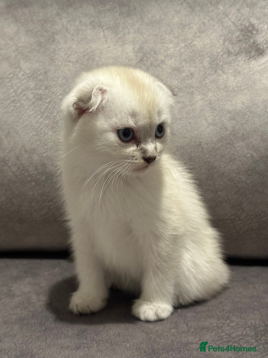 Scottish Fold cats for sale: Beautiful Scottish Fold/British Shorthair Kittens - Advert 3