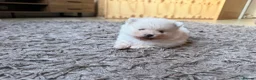 Pomeranian dogs for sale: Stunning White Female Pomeranian Puppy Available - Advert 9