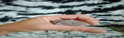 Rat rodents for sale: Dumbo baby rats  - Advert 5