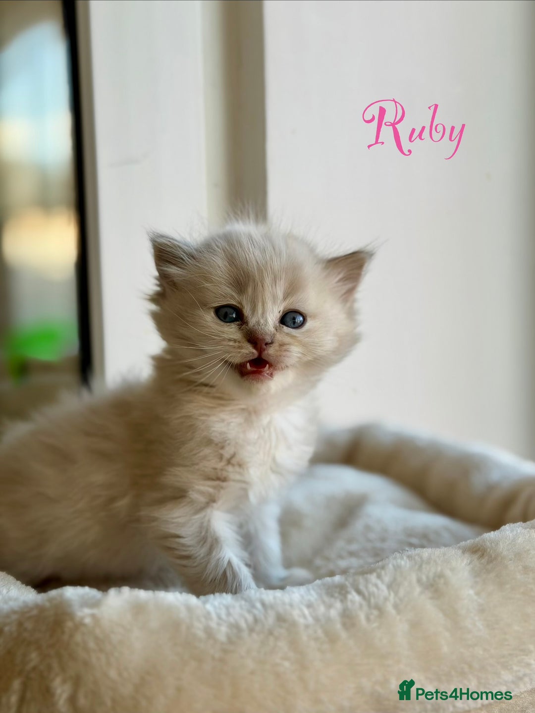 Ragdoll cats for sale: TICA registered cherubim kittens - Advert 21