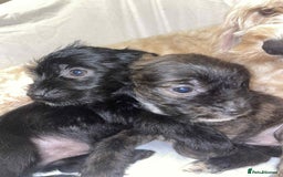 Cockapoo dogs for sale: Here I Have Too Beautiful cockerpoo Girls  - Advert 6